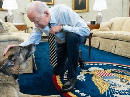 Champ, uno de los perros del presidente Joe Biden.