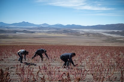 En Bella Vista, en la región boliviana de Uyuni, campesinos cosechan quinoa, el 28 de abril de 2022.