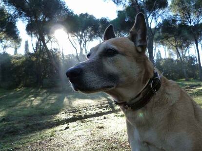 Rita, la perrita