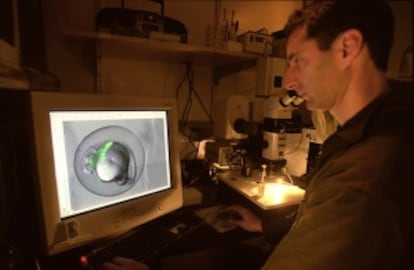 Un miembro del equipo de Juan Carlos Izpisúa mira al microscopio un embrión de pez cebra con un corazón mutado (en verde fluorescente), ya en 2002, en el laboratorio del Instituto Salk de investigaciones biológicas de San Diego (California, EE UU).