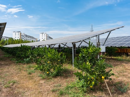 Imagen de un proyecto de aprovechamiento del terreno: un naranjal bajo paneles solares.
