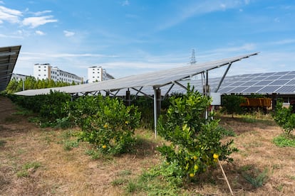 Imagen de un proyecto de aprovechamiento del terreno: un naranjal bajo paneles solares.