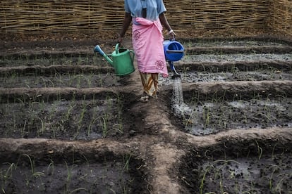 El arroz es la base de la alimentación en Guinea Bissau, uno de los países más pobres del mundo. En 2010, la empresa española AGROGEBA aterrizó en Guinea Bissau y acaparó tierras sin realizar la consulta obligatoria a las comunidades originarias y sin ejecutar un estudio de impacto socioambiental. Esta ocupación dejó, al menos, a 600 personas sin tierra. La mayoría eran mujeres que para subsistir dependían de las tierras monopolizadas por AGROGEBA. 