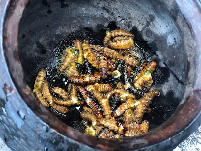 Las orugas son un manjar y una fuente importante de proteínas entre las poblaciones rurales de la RDC, pero solo se dan en algunas especies de árboles del bosque tropical. En los macrocultivos de palma aceitera, no existen. Todo es importado. 