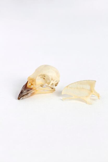 Cráneo y quilla 
de gorrión común de 
la colección del Museo Nacional de Ciencias Naturales de Madrid.
