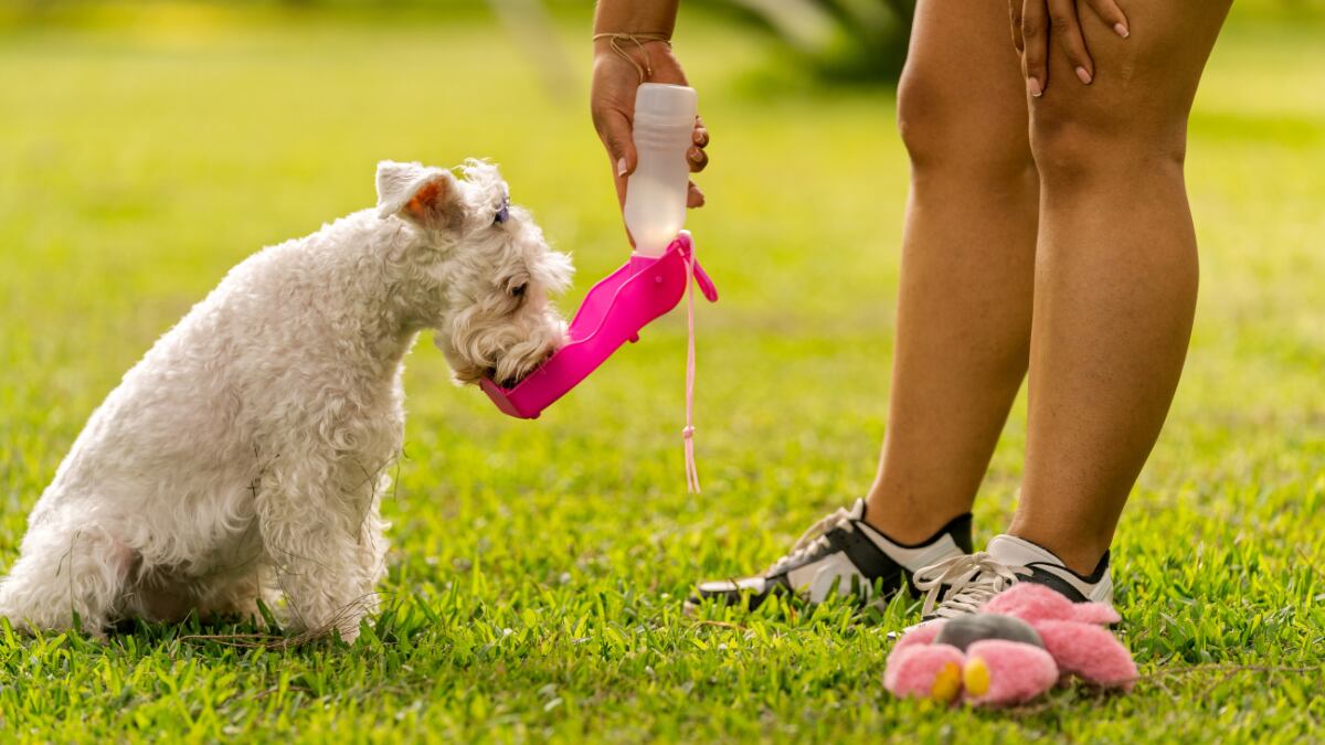 Tu perro también pasa calor: 8 soluciones para mantenerlo fresco este verano