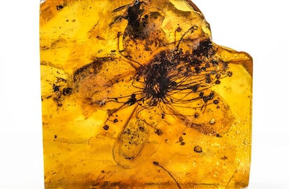 Largest flower trapped in amber