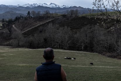 Pepín da órdenes a sus dos ‘border collie’ para que muevan el rebaño, en Sirviella.