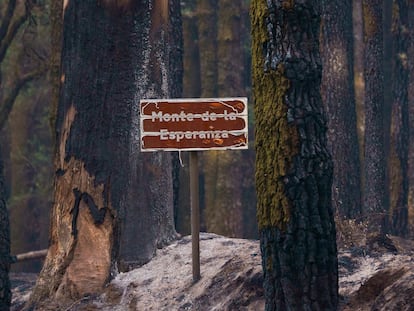 El bosque de Las Raíces, en el municipio de El Rosario (Tenerife) quemado por un incendio forestal