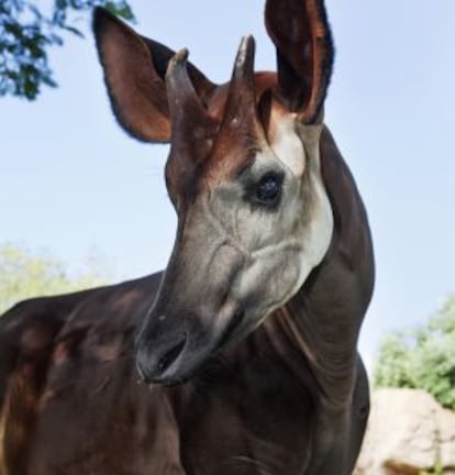 5.000 de los 30.000 okapis del mundo se encuentran en el frondoso bosque de Ituri, República Democrática del Congo.