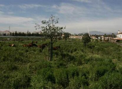 Vista de la finca La Caridad, de Juan Antonio Roca, en San Pedro de Alcántara (Marbella).