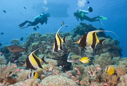 Dos buceadores en el arrecife de coral de la isla de Tubbataha, en Filipinas.