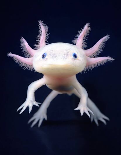 Axolotl (Ambystoma mexicanum)