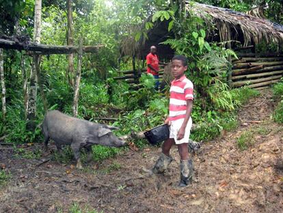 Cerdo criollo del Pac&iacute;fico colombiano, al borde de la extinci&oacute;n.