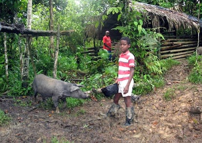 Cerdo criollo del Pac&iacute;fico colombiano, al borde de la extinci&oacute;n.