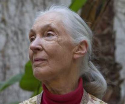 La primatóloga inglesa Jane Goodall posa hoy momentos antes de dar una rueda de prensa en Barcelona para relanzar su campaña "Movilízate por la selva" de reciclaje de teléfonos móviles en el marco del Mobile World Congress y para sumarse a la denuncia interpuesta por grupos ecologistas contra la granja de macacos de Camarles (Tarragona).