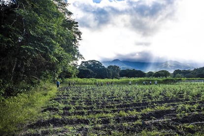 Los cultivos de los excombatientes de las FARC en La Guajira, con la Serranía del Perijá en fondo.