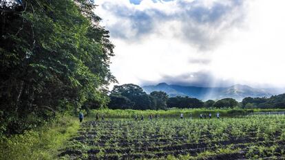 Los cultivos de los excombatientes de las FARC en La Guajira, con la Serranía del Perijá en fondo.