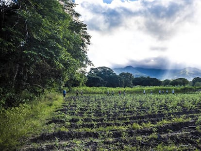 Los cultivos de los excombatientes de las FARC en La Guajira, con la Serranía del Perijá en fondo.