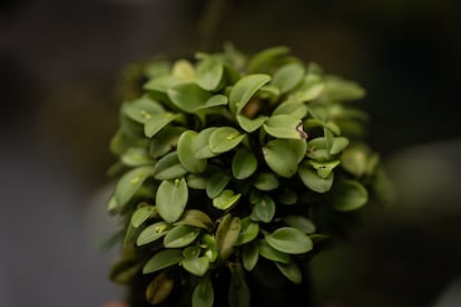 Orquídeas diminutas, en La Ceja (Antioquia).