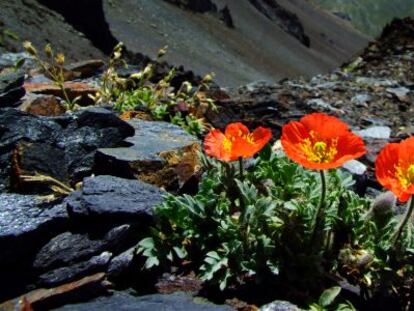 4.500 plantas para unir los Pirineos