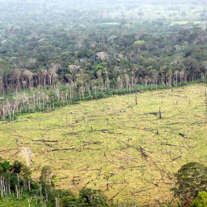 Una zona de selva deforestada, en septiembre de 2020.