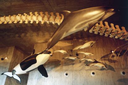 Losing porpoise: The cetacean hall of the shut-down Museo del Mundo Marino.