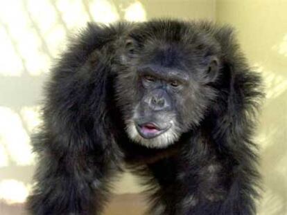 Clint, el chimpancé cuyo ADN ha sido utilizado para secuenciar el genoma de estos primates.