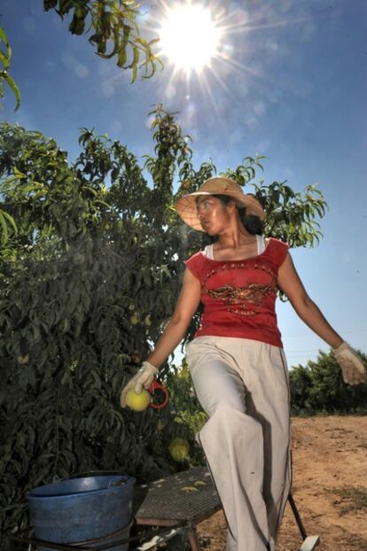 La temporera Liliana Sambrano, en plena recolección