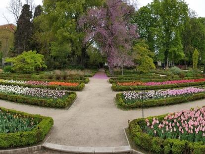 Tulipanes en el Jardín Botánico antes de ser cortados y repartidos a distintos hospitales madrileños.