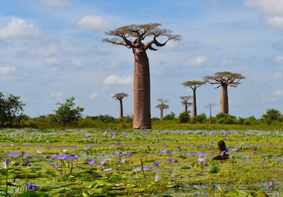 Y de la belleza dram&aacute;tica a la belleza sin m&aacute;s. La imagen, tomada en Madagascar por Kathryn Everson, muestra a un peque&ntilde;o entre un mar de nen&uacute;fares y, como decorado, unos imponentes baobabs. Con el acelerado deterioro de la biodiversidad de la gran isla africana, paisajes as&iacute; ser&aacute;n cada vez menos frecuentes. 