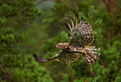 Un águila culebrera de dedo corto vuela en un bosque cerca de la aldea de Yanovichi (Bielorrusia).