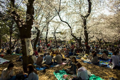 Una multitud de personas disfruta de una merienda entre las sombras de los cerezos en flor en el parque Ueno de Tokio (Japón).