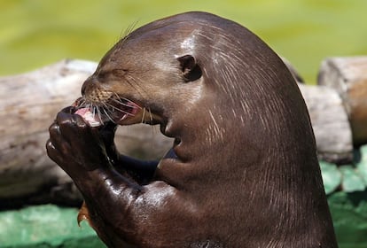 Una nutria gigante del Amazonas come pescado congelado como parte de su dieta habitual.