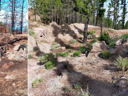 Antes y después de un incendio en el parque natural de Tamadaba, en Gran Canaria.