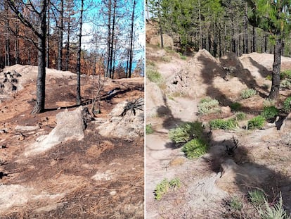 Before and after the 2019 wildfire that ravaged Tamabada natural park in Gran Canaria.