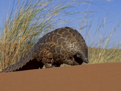 O pangolim é a maior vítima do tráfico de fauna selvagem, principalmente na África e na Ásia. Sua carne é considerada uma iguaria em vários países asiáticos.