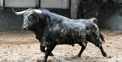 Un toro de la ganadería de Sobral, lidiado el pasado 17 de septiembre en Las Ventas.