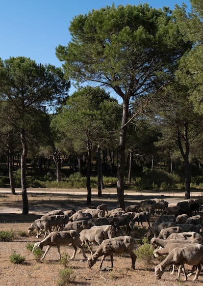 El rebaño de ovejas y cabras de Patricio Pardo, en los alrededores de Aljaraque (Huelva).