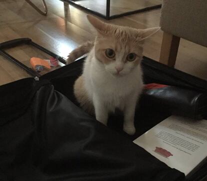 'Mia', inspeccionando una maleta.