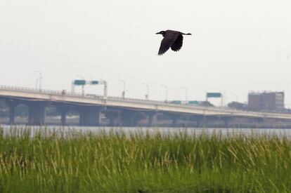 El pantanoso salar de Jamaica Bay Wildlife Refuge es uno de los humedales más importantes de la costa este de Estados Unidos y refugio, en primavera y otoño, para más de 325 especies de aves migratorias, que descansan y se alimentan en sus salobres aguas.