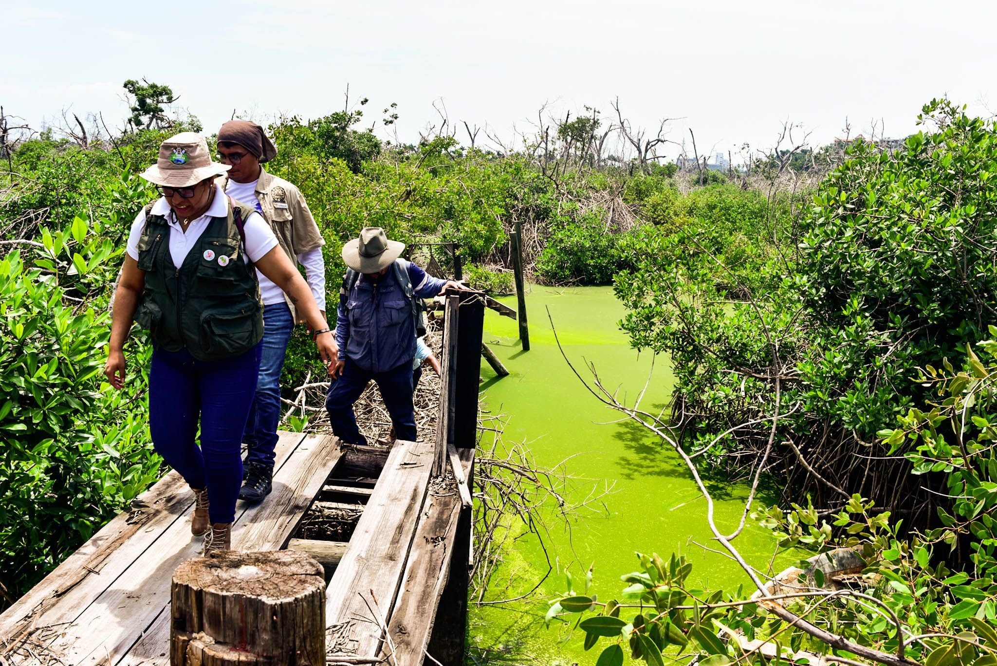 La barrera de manglares deforestada que no pudo salvar a Acapulco del impacto de ‘Otis’