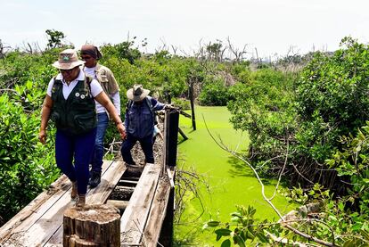 Investigadores de la Universidad Autónoma de Guerrero y Grobios en uno de los manglares de Puerto Marqués, en Acapulco, el 19 de agosto de 2024.