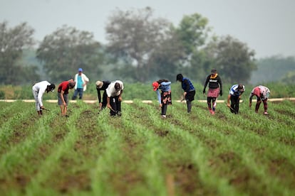 Jornaleros en una plantación de maíz en Jiquilisco (El Salvador), en mayo de 2024. 