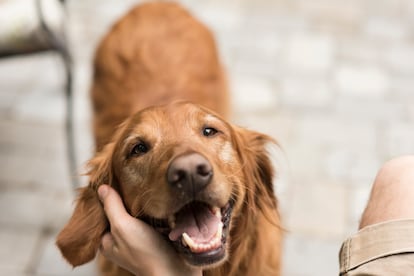 Un perro de cara simpática.