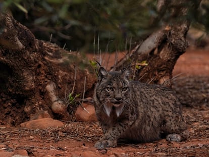 'Betis', de 18 años, la lince más longeva en libertad, fotografiada a finales de octubre de 2022.