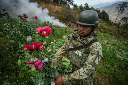 A soldier during an operation to destroy poppy crops, in San Miguel Totolalpan, February 14.