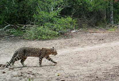 Un yaguareté, también conocido como tigre americano.