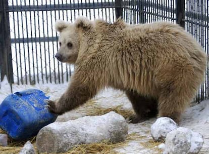 <i>Tien Shan,</i> un oso del zoo de Krasnoyarsk, en Siberia, no ha podido dormirse este invierno.