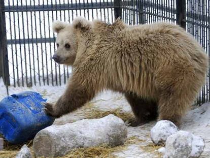 <i>Tien Shan,</i> un oso del zoo de Krasnoyarsk, en Siberia, no ha podido dormirse este invierno.